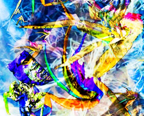 Bancada de cangrejos